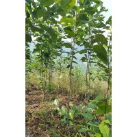 紫玉蘭2--3公分