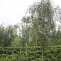 5--30公分柳樹