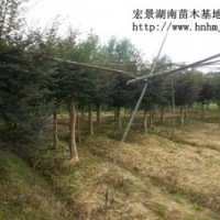 冠幅嫁接紅楓-湖南紅楓-瀏陽(yáng)紅楓特價(jià)銷售