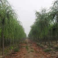 河北凱達(dá)苗木低價供應(yīng)河北垂柳 河北速生柳 河北香花槐 河北金葉
