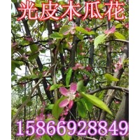 臨沂光皮木瓜