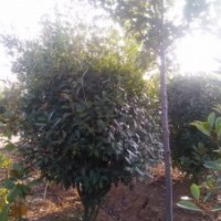 出售球型紅葉石楠、單桿石楠、優(yōu)質(zhì)櫻桃樹等苗木