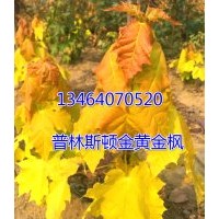 普林斯頓黃金楓、普林斯頓黃金楓小苗、普林斯頓黃金楓接穗