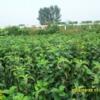 出售各種綠化苗、花灌木