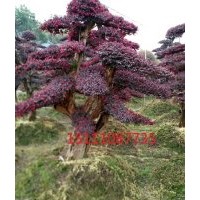 紅桎木 湖南造型紅繼木 10公分造型紅繼木樹樁