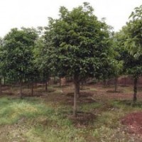 廣西融安桂花基地直銷地徑8-18厘米桂花樹