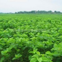 桑樹小苗 櫻花小苗、紫荊、紫薇、廣玉蘭