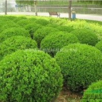 常綠園林苗木小葉黃楊球 瓜子黃楊球綠籬色塊專用苗量大批發(fā)