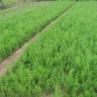 龍柏、爬地柏、側(cè)柏、塔柏、扶芳藤、花柏球