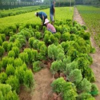 色塊球類植物-灑金柏球.灑金柏小苗劍麻、紅葉女貞、水臘、薔薇
