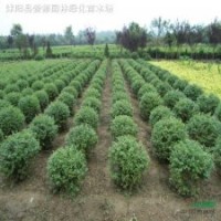 球類植物-常綠小葉女貞球，小葉女貞苗，紅葉女貞球凈球，毛球