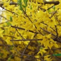 紅葉女貞、水臘、薔薇、迎春、連翹、金絲桃、海桐、石榴