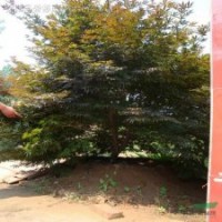 美國(guó)紅楓 日本紅楓 青楓 紅楓小苗 青楓小苗