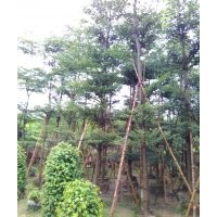 小葉榔仁