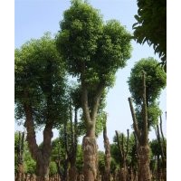 供應湖南25公分骨架香樟樹，移栽多桿香樟樹，湖南香樟基地