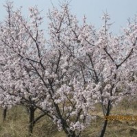 常年供應(yīng)櫻桃，櫻花，海棠等
