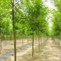 4公分速生國槐價(jià)格