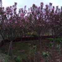 成都蜀誠園林供應(yīng)四川高桿櫻花，成都高桿櫻花，四川紅葉櫻花