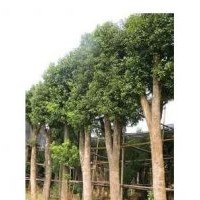 供應20公分野生欒樹，直徑22cm骨架欒樹，最新欒樹價格