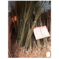 低價(jià)供應(yīng)2—8公分國(guó)槐