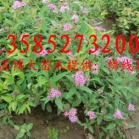 繡線菊價(jià)低直銷：紅花繡線菊、金山繡線菊、金焰繡