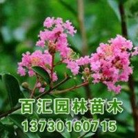 河北白蠟樹價格百匯最新市場報價