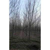白蠟 白蠟樹(shù)哪里有山東有白蠟樹(shù)嗎