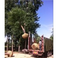 哪里有大片白蠟樹(shù)山東最新白蠟樹(shù)價(jià)格