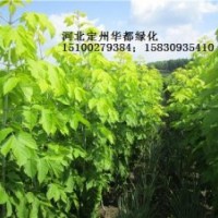 2公分綠葉復葉槭（沒嫁接）出售中
