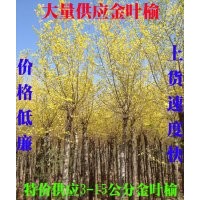 大量供應(yīng)低價3-15金葉榆，5公分30元
