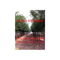 哪里有國槐樹，國槐樹那里多，山東國槐樹便宜嗎