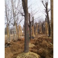 30皂角樹哪里有，30皂角樹多少錢一棵