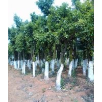 供應(yīng)湖南24公分叢生香泡樹，26cm移植香泡樹，價格實惠