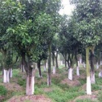 大量供應(yīng)益陽直徑22公分香泡樹，20公分全冠香泡樹，歡迎詢價