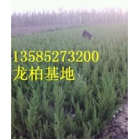 龍柏價格報價/產(chǎn)地龍柏批發(fā)價格報價