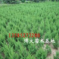 蜀檜價格報價/江蘇產(chǎn)地蜀檜批發(fā)價格報價