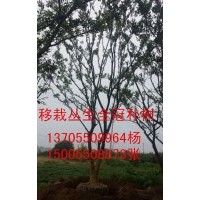 大量供應移栽樸樹