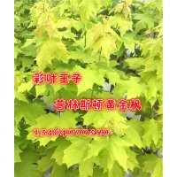 農(nóng)戶自家賣(mài)普林斯頓黃金楓，普林斯頓黃金楓小苗