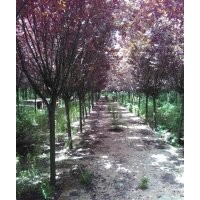 8-9公分紅葉李10公分櫻花處理。