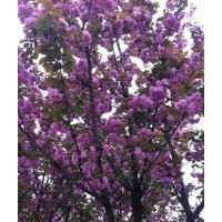 四川高桿櫻花，四川蜀誠園林提供