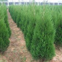 供應(yīng)河南檜，蜀檜，龍柏，潢川花木基地