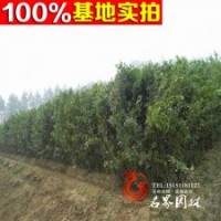 批發(fā)紅花木槿 叢生木槿 優(yōu)惠多多