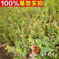 供應(yīng)銷售優(yōu)質(zhì)叢生紫薇 園林綠化苗