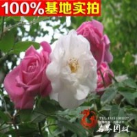 常年批發(fā)爬藤植物 薔薇 薔薇花