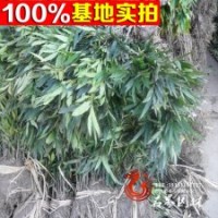 基地常年批發(fā) 細(xì)葉十大功勞