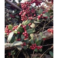 大葉紅花老紫薇，枸骨球，國(guó)槐，茶花，羅漢松，紅豆杉