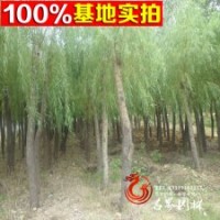 供應饅頭柳喬木 濕地綠化 規(guī)格全