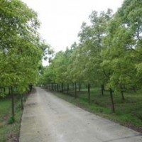 12公分-14公分香樟樹