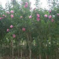 紅葉李、櫻花、木槿、黃櫨、紫荊、丁香
