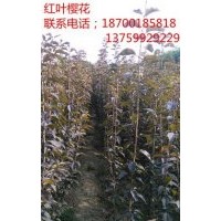櫻花